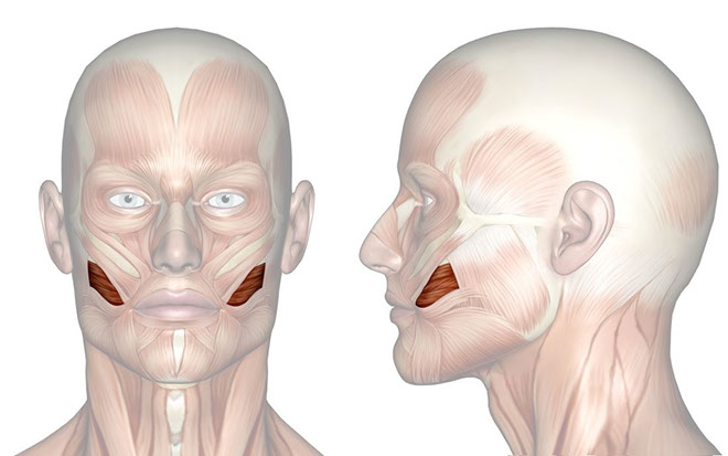 Patakara.eu - Músculo buccinador. Patakara.eu - Musculus buccinator.