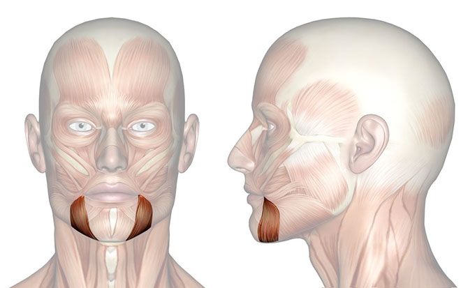 Patakara.eu - Músculo depresor del ángulo de la boca. Patakara.eu - Musculus depressor anguli oris.