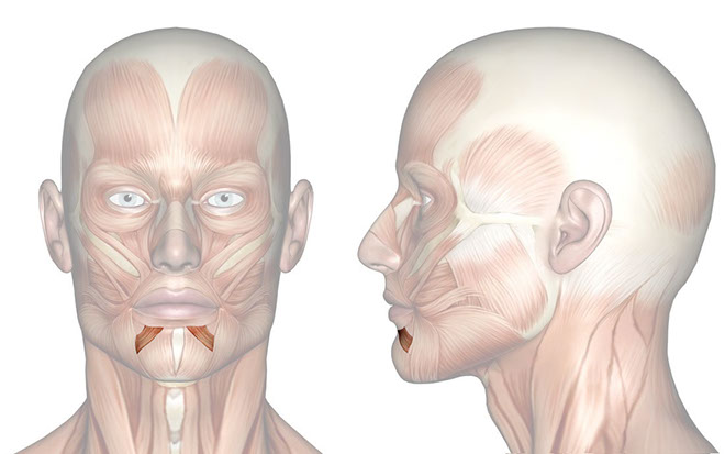 Patakara.eu - Músculo depresor del labio inferior. Patakara.eu - Musculus depressor labii inferioris.