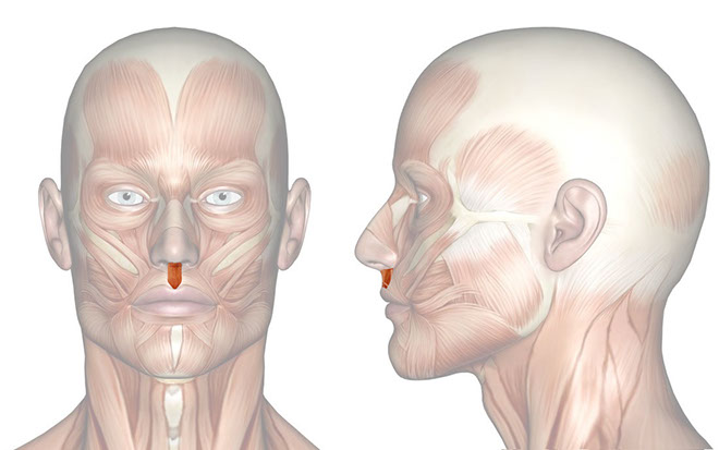 Patakara.eu - Músculo depresor del tabique nasal. Patakara.eu - Musculus depressor septi nasi.