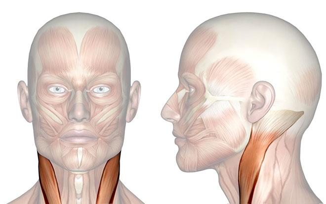 Patakara.eu - Músculo esternocleidomastoideo. Patakara.eu - Musculus sternocleidomastoideus.