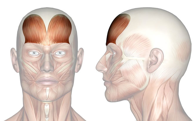 Patakara.eu - Vientre frontal del músculo epicráneo. Patakara.eu - Musculus epicranii venter frontalis.
