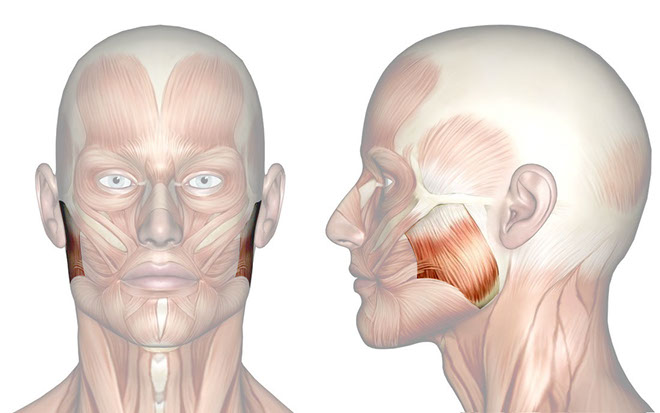 Patakara.eu - Músculo masetero. Patakara.eu - Musculus masseter.