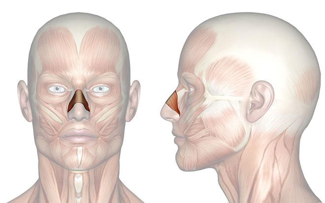 Patakara.eu - Músculo nasal. Patakara.eu - Musculus nasalis.