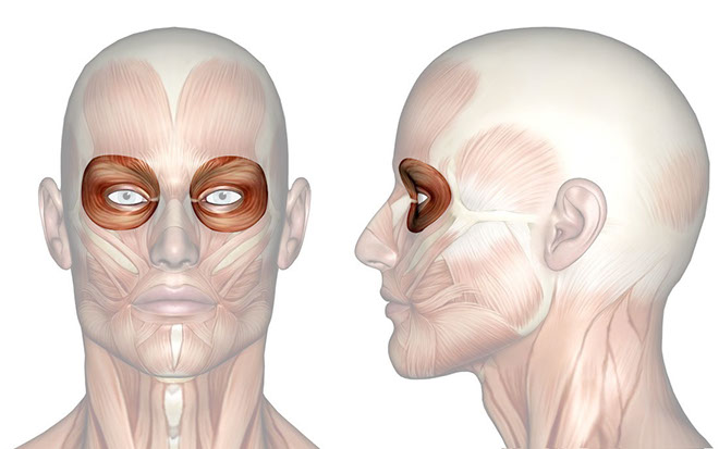 Patakara.eu - Músculo orbicular del ojo. Patakara.eu - Musculus orbicularis oculi.