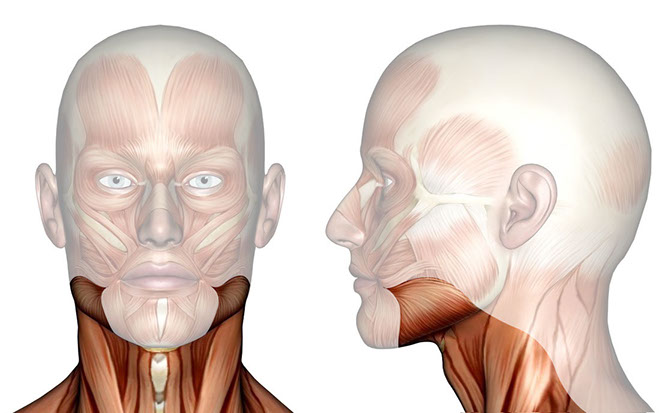 Patakara.eu - Músculo platisma. Patakara.eu - Musculus platysma.
