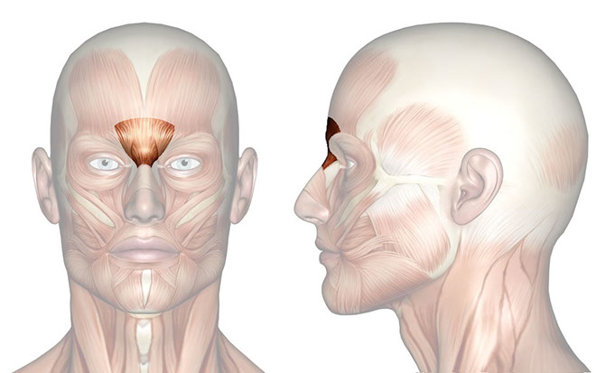 Patakara.eu - Músculo prócer. Patakara.eu - Musculus procerus.
