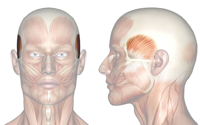 Patakara.eu - Músculo temporal. Patakara.eu - Musculus temporalis.